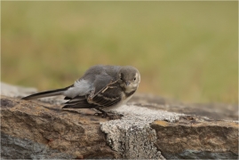 <p>KONIPAS BÍLÝ (Motacilla alba) /White wagtail - Bachstelze/</p>